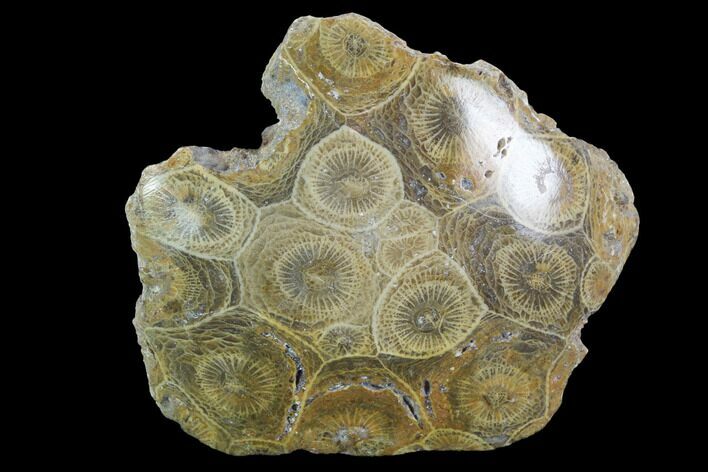 Polished Fossil Coral (Actinocyathus) - Morocco #100655